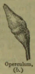 A drawing of a tapered, spiral shell operculum.