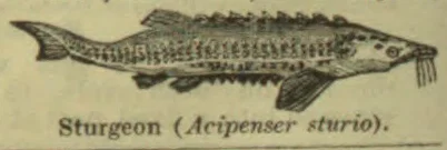 An illustration of a sturgeon.