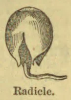A botanical illustration of a germinating seed with its radicle extending downward and to the right.