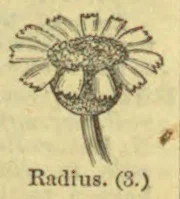 A botanical drawing of a flower with radiating petals and a curved stem.