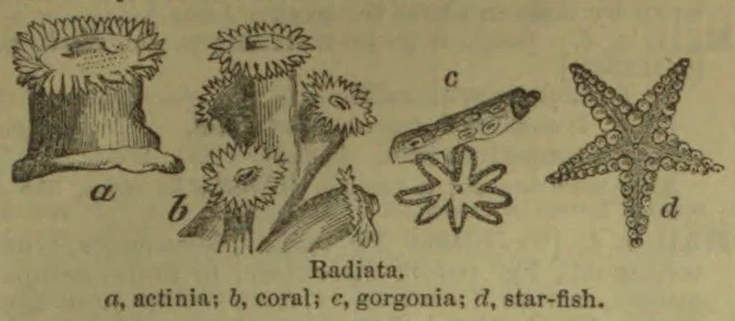 Four radiate animals are illustrated: an actinia, coral, gorgonia, and star-fish.