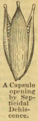 A capsule is shown opening by septicidal dehiscence.