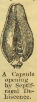 A botanical capsule is shown splitting open by septifragal dehiscence.