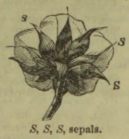 A flower is shown with three arrows pointing to its sepals.