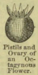 A botanical illustration of the pistils and ovary of an octagynous flower.