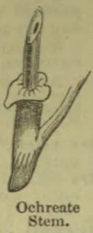 A botanical drawing of a stem with a sheath-like structure at a branching point.