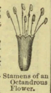 A botanical diagram showing the stamens of an octandrous flower.