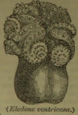 An engraved illustration of an octopus, shown with its tentacles curled around its head and its rounded body below.