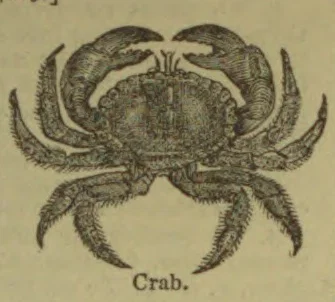 An engraved illustration of a crab viewed from above.