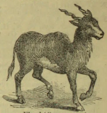 An engraving of a shaggy, horned goat standing with one foreleg raised.