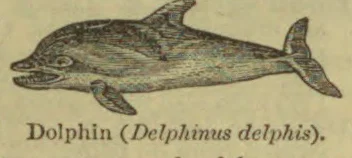 An illustrated dolphin swimming.