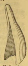 A long, curved, leaf-like structure with fine parallel veins.