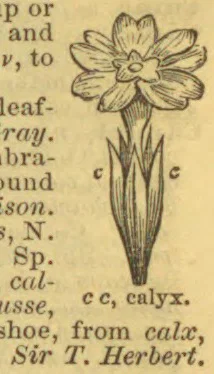 A botanical drawing of a flower and its long, narrow calyx.
