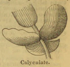 A botanical engraving of a calyculate flower with several broad, veined petals.