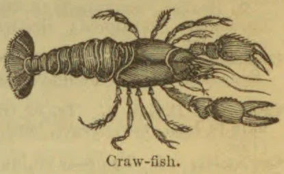 An engraved illustration of a crawfish with its claws, legs, and segmented tail visible.