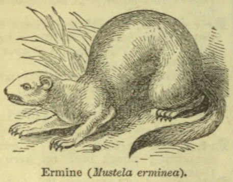 A drawing of an ermine with a long, curved body and tail.