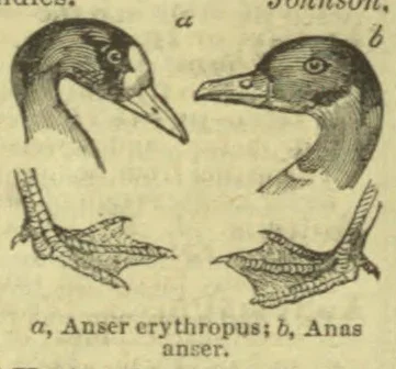 Two geese are shown in profile above illustrations of their feet.