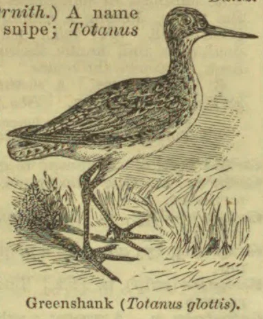 An illustration of a greenshank standing among grasses.
