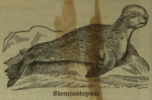 A seal-like animal lies on a rocky shore.