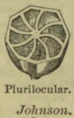 A segmented circular cross-section of a plurilocular structure.