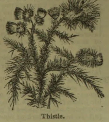 A botanical engraving of a thistle plant with spiny leaves and several flower heads.