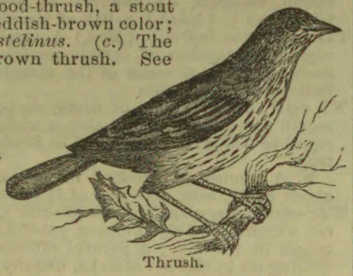 An illustration of a thrush perched on a branch.