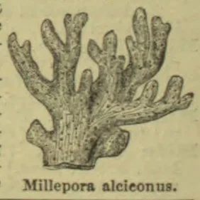 A branching coral with numerous upright, finger-like projections.