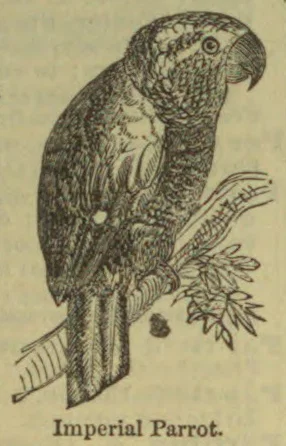 An imperial parrot perched on a branch.
