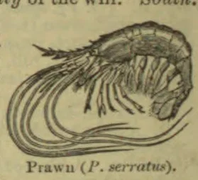An illustration of a prawn, shown in profile with its long antennae and curved tail.