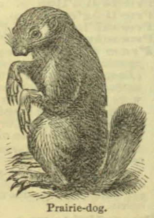 An engraved illustration of a prairie dog sitting upright on its hind legs.
