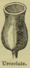 An urn-shaped flower or vessel with a narrow opening and a rounded body tapering to a short base.