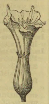 A botanical engraving of a long tubular flower with flared, irregular petals and a narrow stalk.