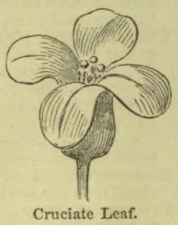 A botanical drawing of a cruciate leaf, with four broad lobes and a central cluster of small structures.