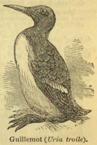 An engraved illustration of a guillemot standing upright, shown in profile with its long pointed beak and webbed feet.