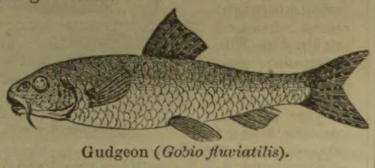 An engraved illustration of a fish identified as a gudgeon.
