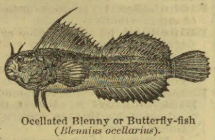 An engraved illustration of an Ocellated Blenny or Butterfly-fish.