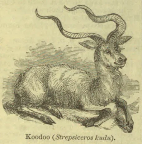 A kudu antelope is lying down, with long, spiraling horns.
