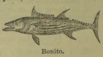 An engraved illustration of a bonito fish.