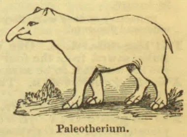 An illustration of a Paleotherium, a large, four-legged prehistoric mammal.