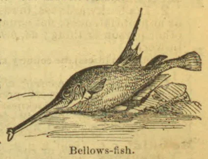 An engraved fish with an elongated snout and a tall dorsal fin lies on a ground line.