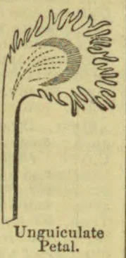 A botanical line drawing of an unguiculate petal, showing a broad fringed blade attached to a long narrow stalk.