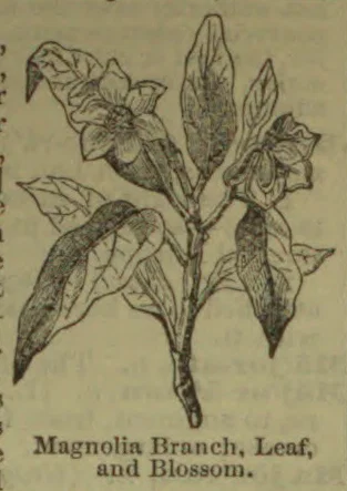 An engraved illustration of a magnolia branch with leaves and blossoms.