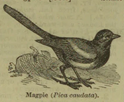 An illustration of a magpie standing on the ground with its long tail raised behind it.