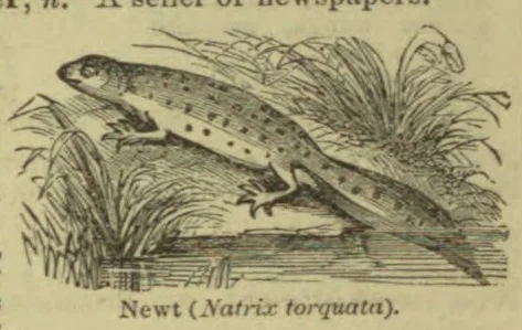 An illustrated newt crawling over a horizontal surface beside tufts of grass.