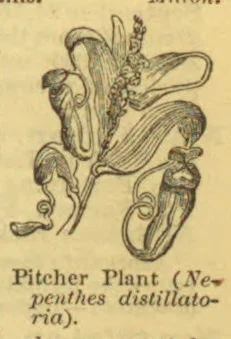 An illustration of a pitcher plant with several leaves and hanging pitcher-shaped traps.