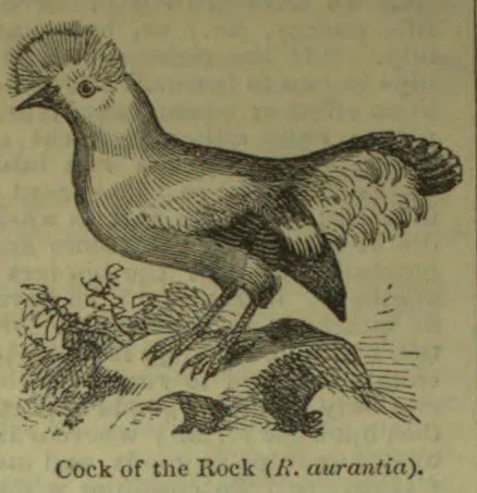 An illustration of a crested cock of the rock perched on a branch.