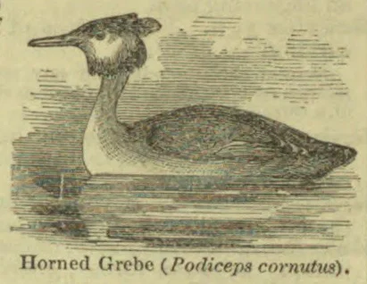 An engraving of a horned grebe floating on water.