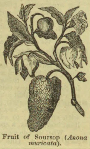 A botanical illustration of a soursop plant, showing its leaves, flowers, and large spiny fruit.