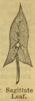 A drawing of a sagittate leaf with a stem.