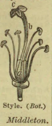 A botanical diagram of a flower’s style and reproductive parts.